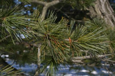 Pinus parviflora (Japanese White Pine), leaf, winter