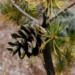 Pinus parviflora 'Blue Wave' (Blue Wave Japanese White Pine), cone, mature