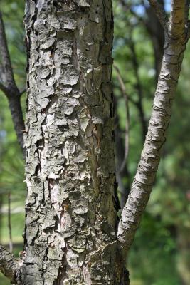 Pinus nigra (Austrian Pine), bark, mature