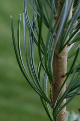 Pinus parviflora (Japanese White Pine), leaf, summer