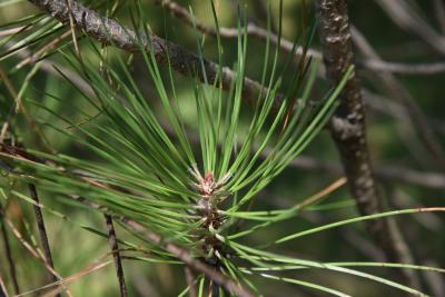 Pinus nigra (Austrian Pine), needle, summer