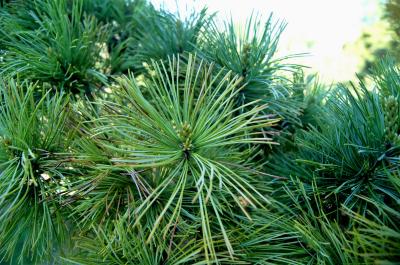 Pinus parviflora 'Peterson' (Peterson Japanese White Pine), bud, vegetative