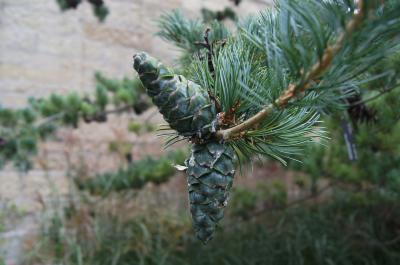 Pinus parviflora (Japanese White Pine), cone, immature