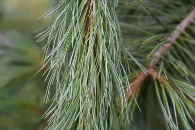 Pinus peuce 'Jeddeloh' (Jeddeloh Balkan Pine), leaf, summer