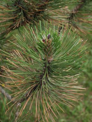 Pinus nigra (Austrian Pine), leaf, spring