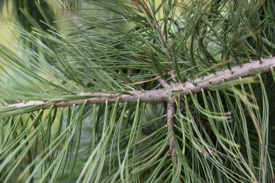 Pinus peuce 'Jeddeloh' (Jeddeloh Balkan Pine), bark, twig