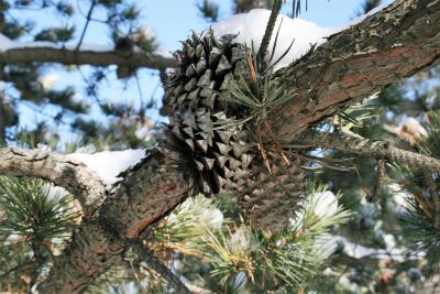 Pinus pungens (Table Mountain Pine), cone, mature