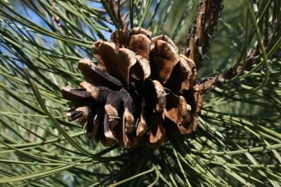 Pinus ponderosa (Ponderosa Pine), cone, mature