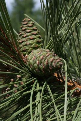 Pinus resinosa (Red Pine), cone, immature