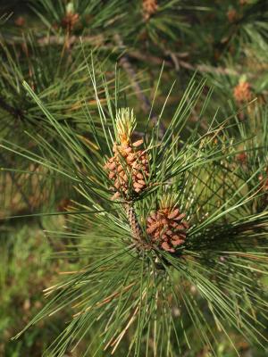 Pinus resinosa (Red Pine), cone, pollen