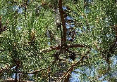 Pinus resinosa (Red Pine), bark, branch