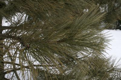Pinus ponderosa (Ponderosa Pine), leaf, mature
