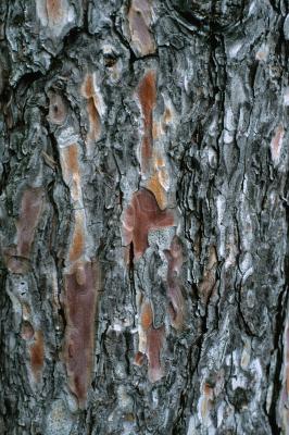 Pinus resinosa (Red Pine), bark, mature