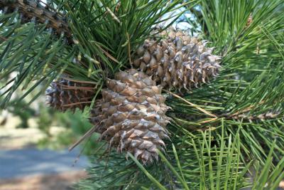 Pinus pungens (Table Mountain Pine), cone, mature
