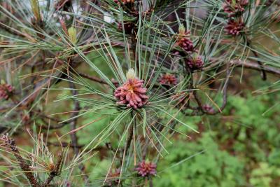 Pinus resinosa (Red Pine), cone, pollen