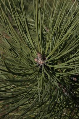 Pinus ponderosa (Ponderosa Pine), leaf, mature