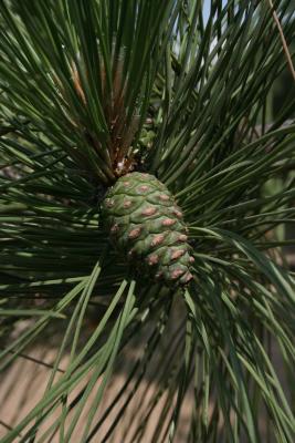 Pinus resinosa (Red Pine), cone, immature