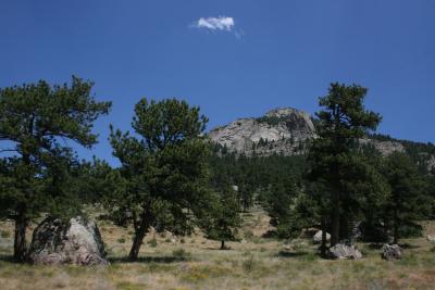 Pinus ponderosa (Ponderosa Pine), habitat