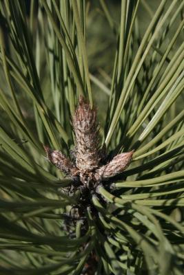 Pinus ponderosa (Ponderosa Pine), bud