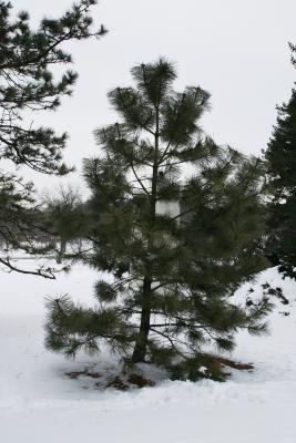 Pinus ponderosa (Ponderosa Pine), habit, winter