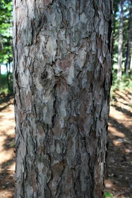 Pinus resinosa (Red Pine), bark, trunk