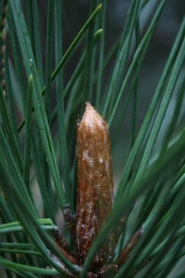 Pinus resinosa (Red Pine), bud, terminal