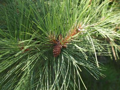 Pinus resinosa (Red Pine), cone, mature