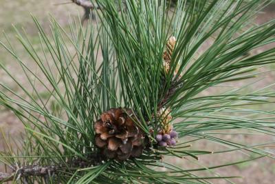 Pinus resinosa (Red Pine), cone, mature