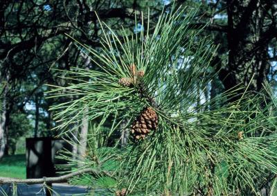 Pinus ponderosa (Ponderosa Pine), habit, spring