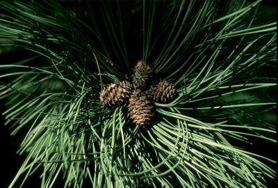 Pinus ponderosa (Ponderosa Pine), cone, mature