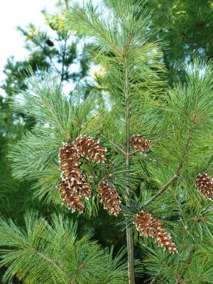 Pinus strobus (Eastern White Pine), cone, mature
