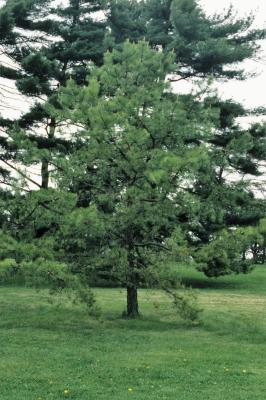 Pinus rigida (Pitch Pine), habit, spring