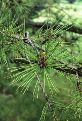 Pinus rigida (Pitch Pine), cone, pollen