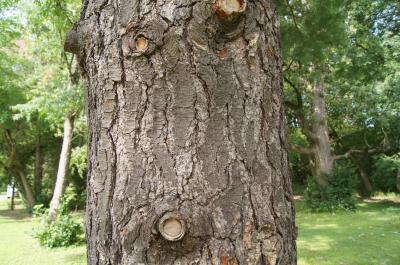 Pinus strobus (Eastern White Pine), bark, mature