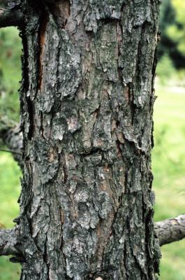 Pinus rigida (Pitch Pine), bark, mature