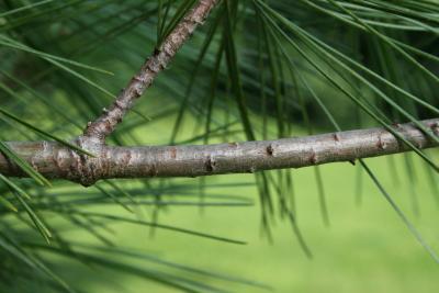 Pinus strobus (Eastern White Pine), bark, branch