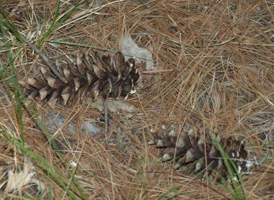 Pinus strobus (Eastern White Pine), cone, mature