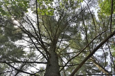 Pinus strobus (Eastern White Pine), bark, trunk