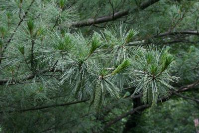Pinus strobus (Eastern White Pine), cone, immature