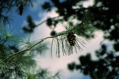 Pinus ×schwerinii (Schwerin's Pine), habit, spring