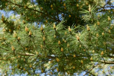 Pinus strobus (Eastern White Pine), cone, pollen