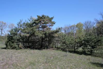 Pinus sylvestris (Scots Pine), habitat