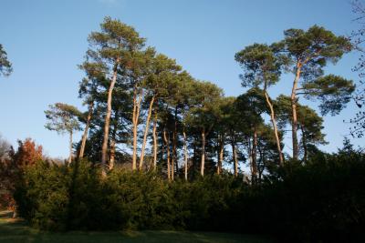 Pinus sylvestris (Scots Pine), habit, fall