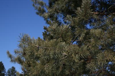 Pinus sylvestris (Scots Pine), habit, winter