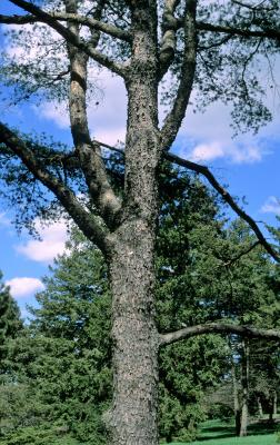 Pinus virginiana (Virginia Pine), bark, mature