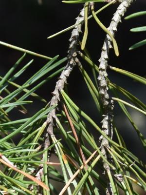 Pinus sylvestris (Scots Pine), bark, twig