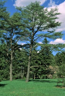 Pinus virginiana (Virginia Pine), habit, spring