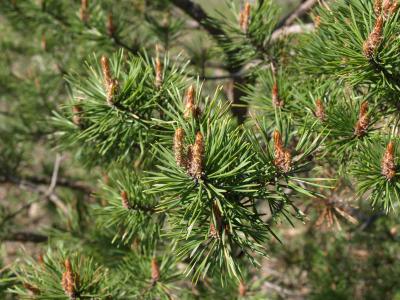 Pinus sylvestris (Scots Pine), bud, terminal