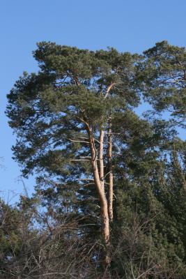 Pinus sylvestris (Scots Pine), habit, winter