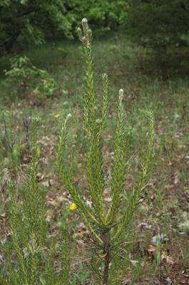 Pinus sylvestris (Scots Pine), leaf, spring